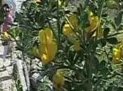 Pozzuoli (NA) Solfatara contro blocchi sessuali (11.04.11)