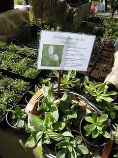 Vivaio delle Naiadi _ novità 2011