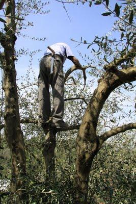 la potatura degli olivi