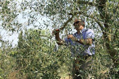 la potatura degli olivi