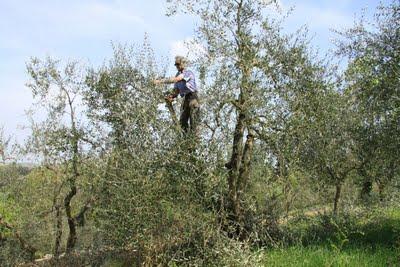 la potatura degli olivi