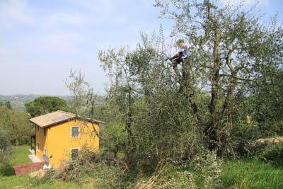 la potatura degli olivi