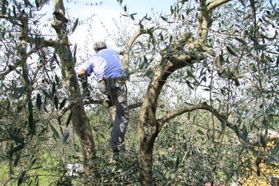 la potatura degli olivi