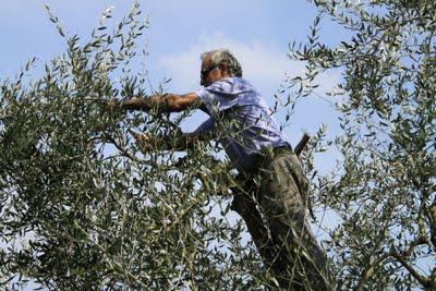 la potatura degli olivi