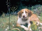 VISITE CANINE ANTI LEISHMANIOSI POSITANO