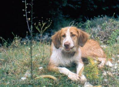 VISITE CANINE ANTI LEISHMANIOSI a POSITANO