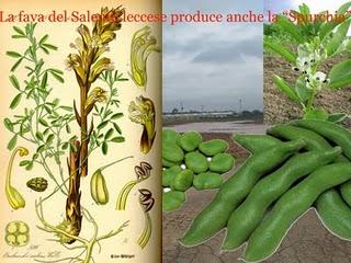 La fava del Salento leccese produce anche la “Spurchia”