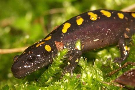 Salamandre e alghe verdi: verso una nuova endosimbiosi?