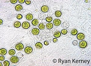 Salamandre e alghe verdi: verso una nuova endosimbiosi?