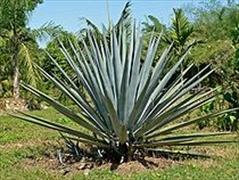 Ottima alternativa allo zucchero: Sciroppo d'agave