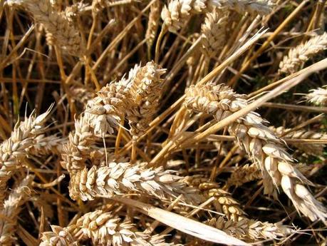 IL GRANO DURO BIOLOGICO E’ LUCANO!