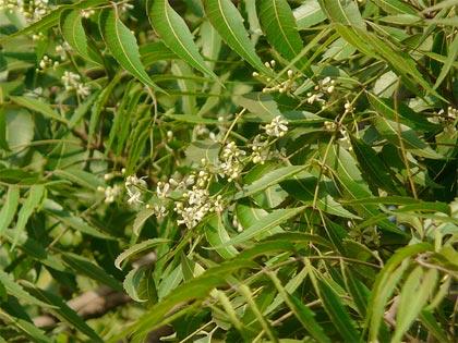 Antiparassitari naturali, l'albero di Neem efficace contro molti insetti e malattie