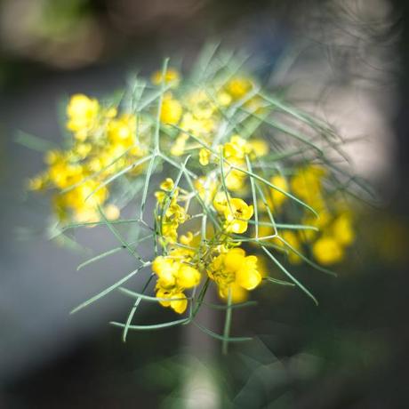 Pomelia felicissima