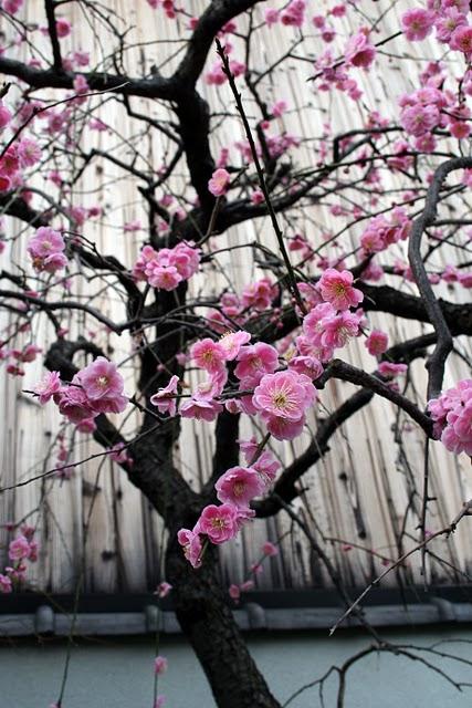 Primavera, Hanami e Sakuramochi