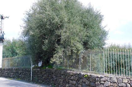 Alberi monumentali, “Aliva ‘Mpittata” di Misterbianco (CT)