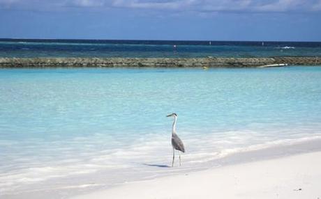 LE MALDIVE: UN PARADISO TERRESTRE PER LA LUNA DI MIELE