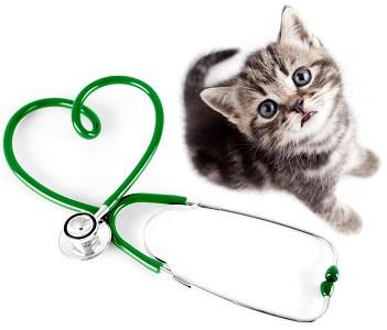 Veterinaria: un cambiamento di rotta è necessario -Il Blog del Gruppo Editoriale Macro nuova veterinaria
