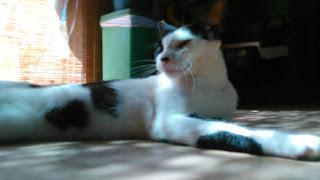 Adottare un (altro) gatto: la famiglia pelosa cresce Adottare un (altro) gatto: la famiglia pelosa cresce