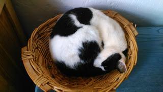 Adottare un (altro) gatto: la famiglia pelosa cresce Adottare un (altro) gatto: la famiglia pelosa cresce
