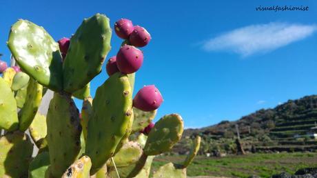 Pantelleria d'inverno (o la ami o la odi), storia di una ragazza al suo primo Passitaly Pantelleria d'inverno (o la ami o la odi), storia di una ragazza al suo primo Passitaly