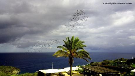 Pantelleria d'inverno (o la ami o la odi), storia di una ragazza al suo primo Passitaly Pantelleria d'inverno (o la ami o la odi), storia di una ragazza al suo primo Passitaly