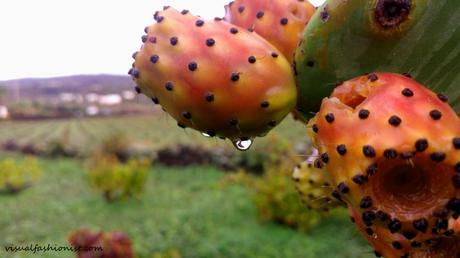 Pantelleria d'inverno (o la ami o la odi), storia di una ragazza al suo primo Passitaly Pantelleria d'inverno (o la ami o la odi), storia di una ragazza al suo primo Passitaly