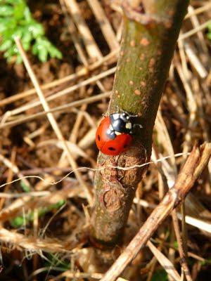 Coccinella