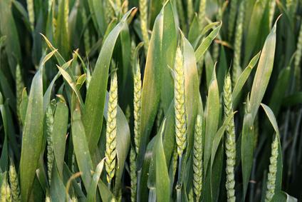 L’OLIO DI GERME DI GRANO