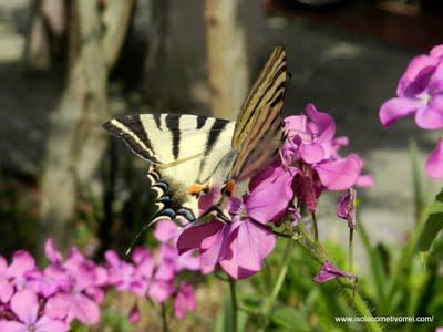 Macaone Iphiclides - podalirius ed equilibri.