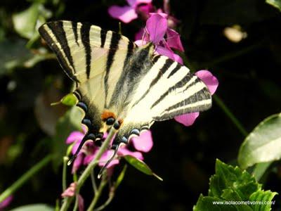 Macaone Iphiclides - podalirius ed equilibri.