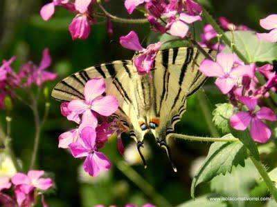 Macaone Iphiclides - podalirius ed equilibri.