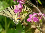 Macaone Iphiclides podalirius equilibri.