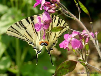 Macaone Iphiclides - podalirius ed equilibri.