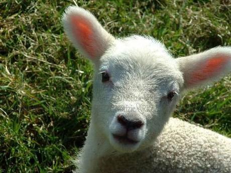 Una Pasqua senza agnello