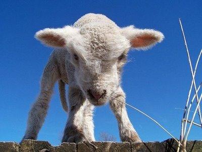 Una Pasqua senza agnello