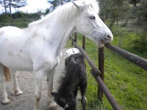 Un sabato pomeriggio nel paradiso dei cavalli: IHP..