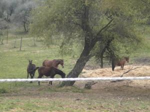 Un sabato pomeriggio nel paradiso dei cavalli: IHP..