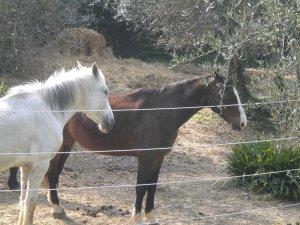 Un sabato pomeriggio nel paradiso dei cavalli: IHP..