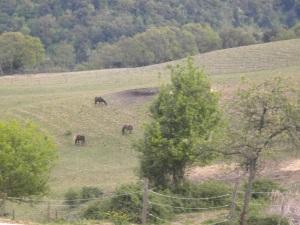 Un sabato pomeriggio nel paradiso dei cavalli: IHP..