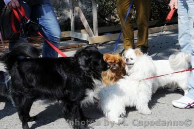 Proteggiamo i nostri amici dalla Leismaniosi