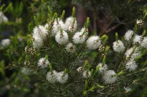 L’OLIO DI TEA TREE