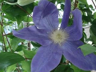 NUOVA CLEMATIS ARMANDII