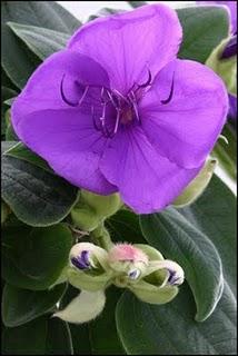 LA TIBOUCHINA