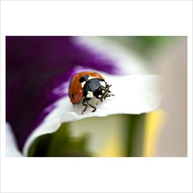 Lavori di Aprile e Maggio per Biodiversità Fai-da-te