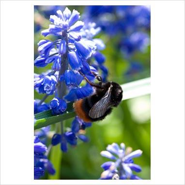 Lavori di Aprile e Maggio per Biodiversità Fai-da-te