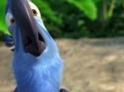 pappagallo tutto