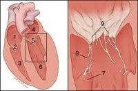 ENDOCARDIOSI VALVOLARE NEL CANE (INSUFFICIENZA MITRALICA)