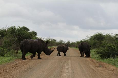 Sudafrica: safari al Parco Kruger consigli utili Sudafrica: safari al Parco Kruger consigli utili