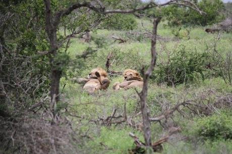 Sudafrica: safari al Parco Kruger consigli utili Sudafrica: safari al Parco Kruger consigli utili