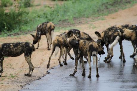 Sudafrica: safari al Parco Kruger consigli utili Sudafrica: safari al Parco Kruger consigli utili